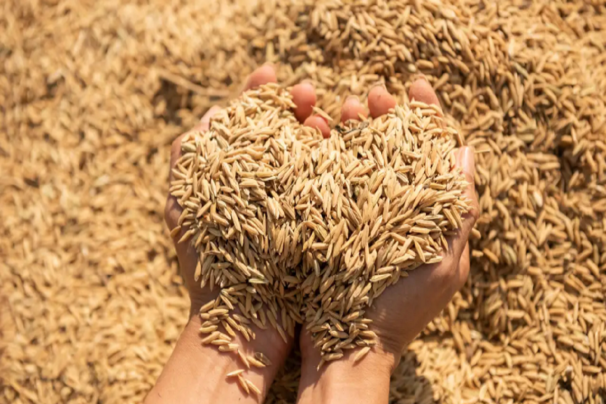 🌾 Trấu – Phụ Phẩm Nông Nghiệp Giá Trị Cao