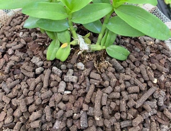 cong dung cua trau vien 5